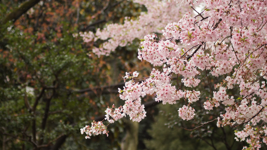 Spring time is a very popular time in Japan.